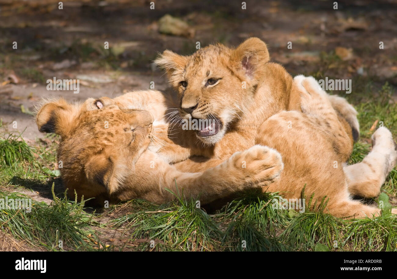 Zwei 14 Wochen alte männliche Baby Löwen (Panthera Leo) spielen im Zoo Münster Stockfoto