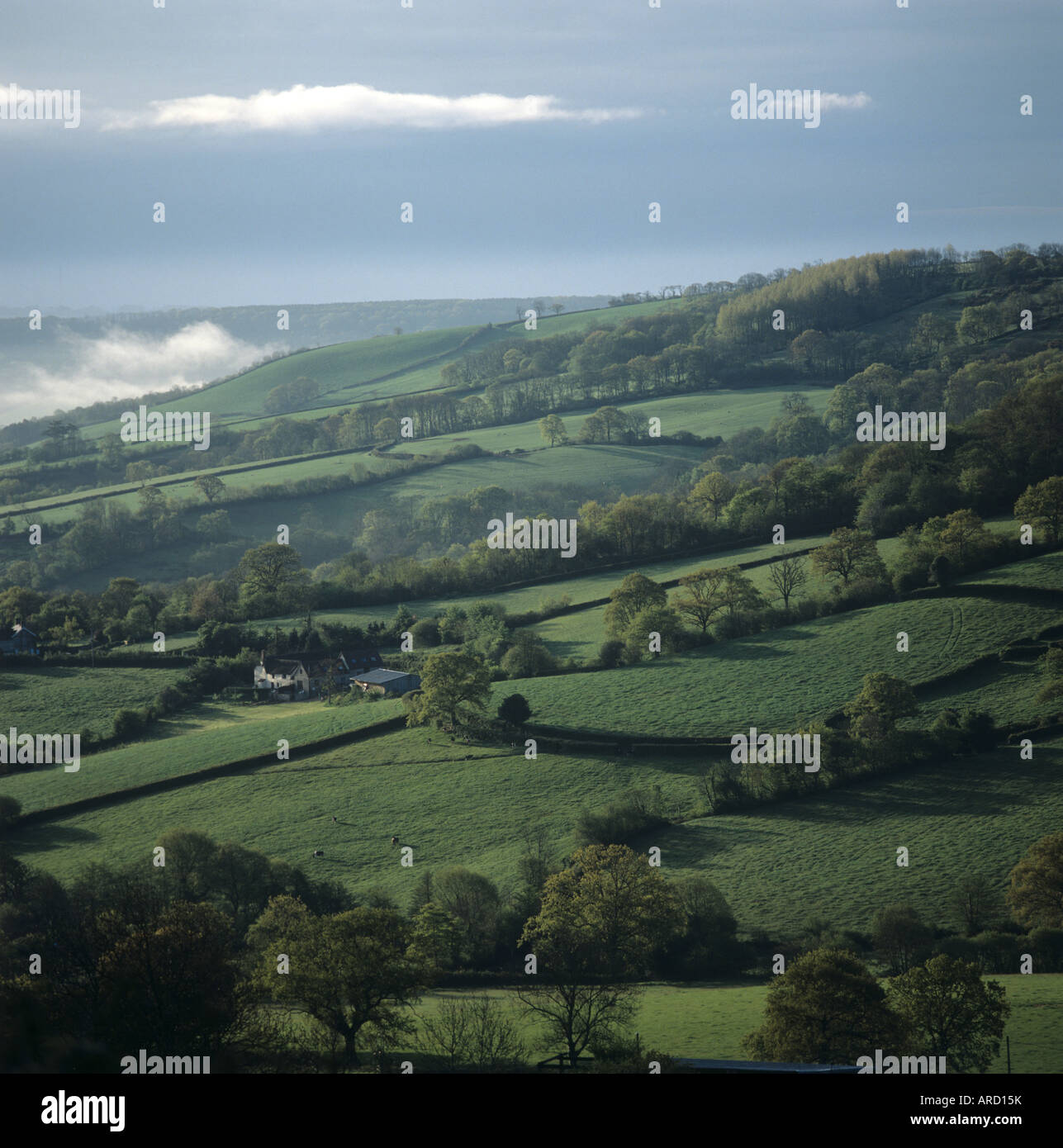Nebligen Küsten Tal Ackerland mit kleinen Feldern Hecken Bäume und Wald East Devon Stockfoto
