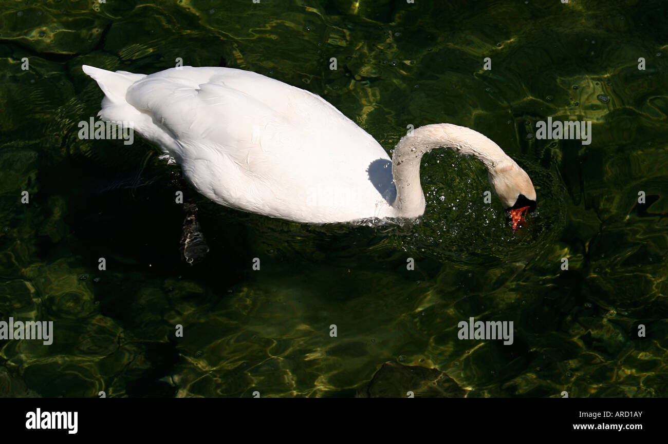 White Swan über grünes Wasser Stockfoto