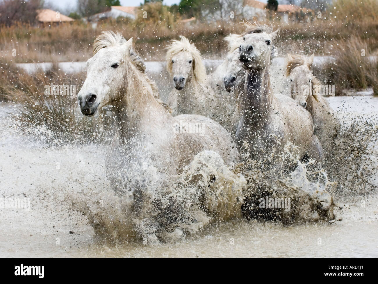 Camargue weiße Pferde (Hengste) durch Wasser, Camargue, Provence, Frankreich Stockfoto