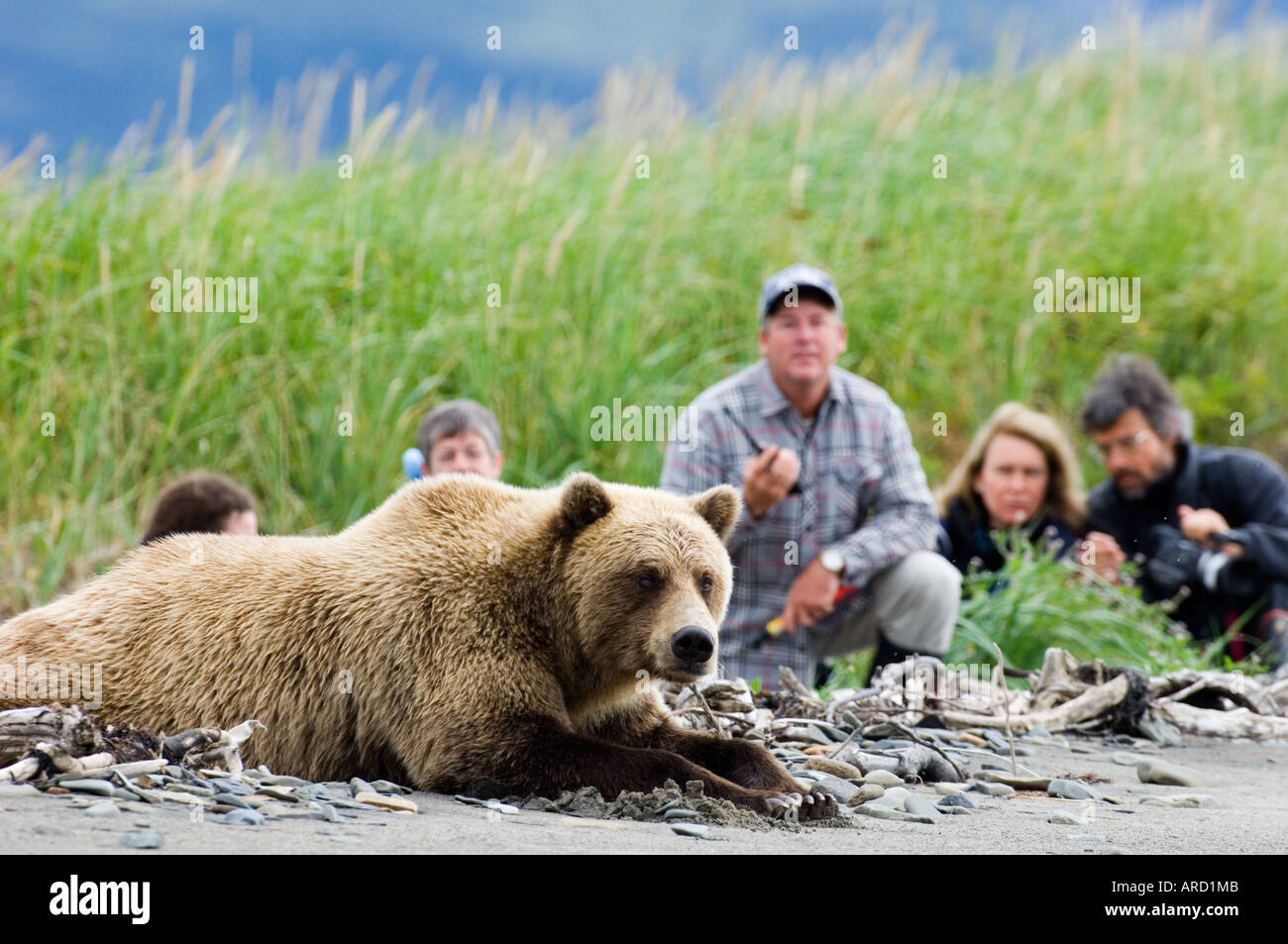 Braunbär, Ursos Arctos mit Touristen auf der Suche auf Katmai, Alaska, USA Stockfoto