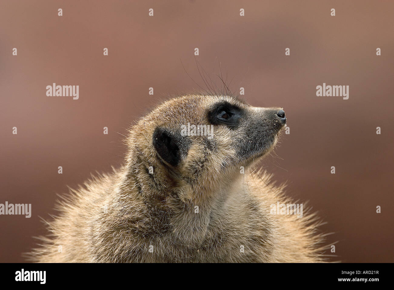 Porträt von einem Erdmännchen Stockfoto