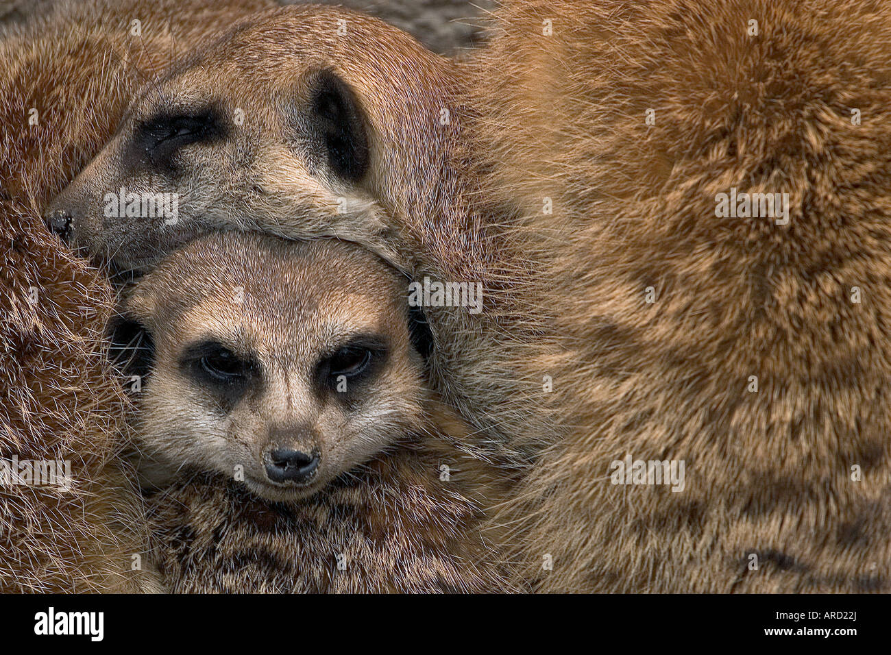 Porträt von zwei Erdmännchen Stockfoto