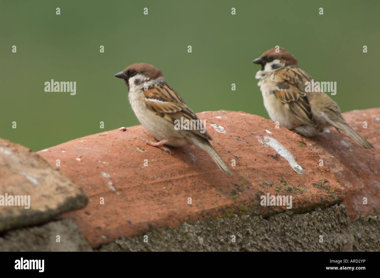 Spatz Passer Montanus, Spanien Stockfoto