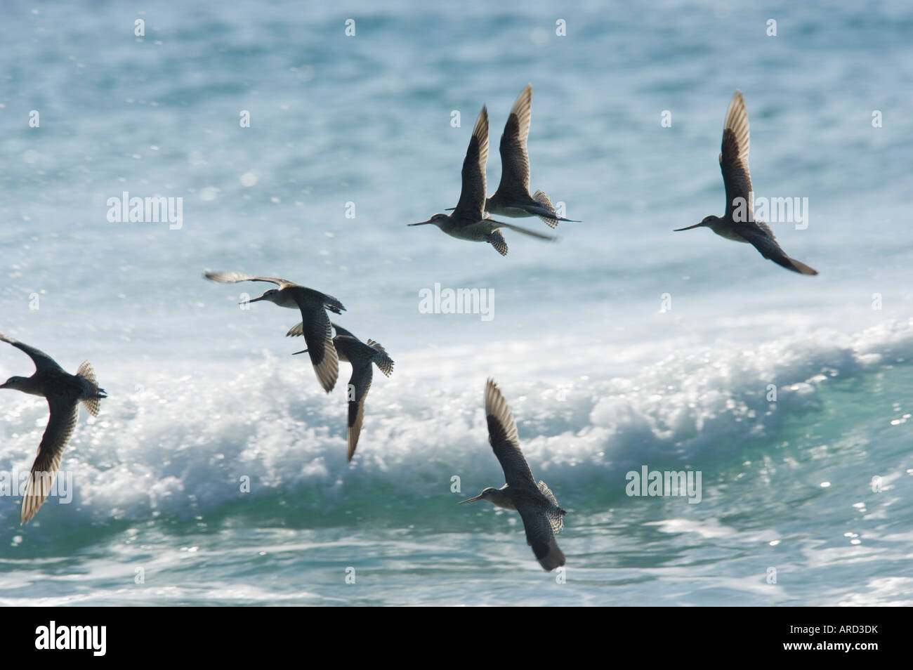 Bar-tailed Godwits Limosa Lapponica Südküste New South Wales Australien Stockfoto