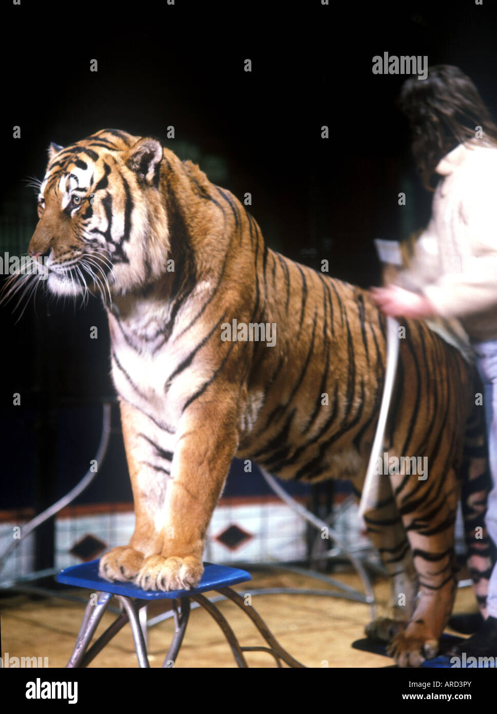 Royal Bengal Tiger s Www Osheaphotography com Stockfoto