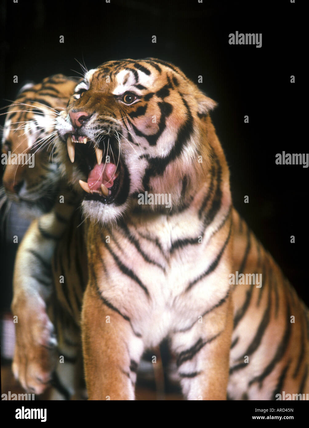 Royal Bengal Tiger s Www Osheaphotography com Stockfoto