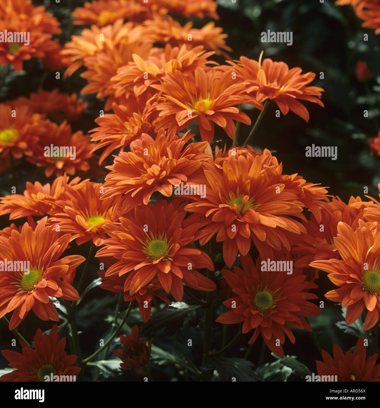 Gewächshaus gewachsen Flamme rote Chrysantheme Schnittblume Stockfoto