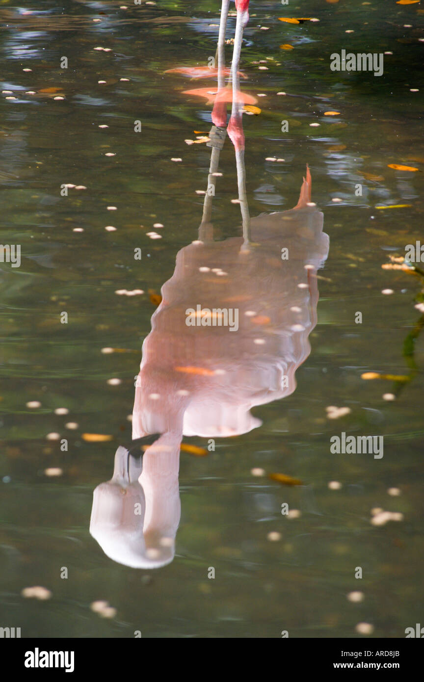 SüdWest Irland Cork Fota Wildlife Park Zoo auf Fota Island Flamingo