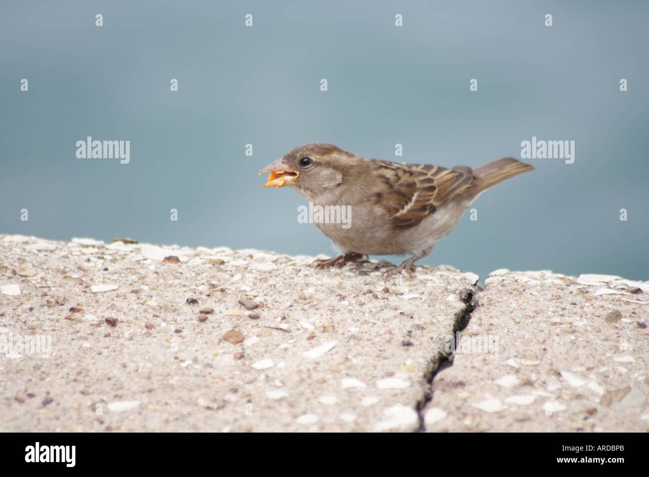 Vogel am Rande Sparrow Stockfoto