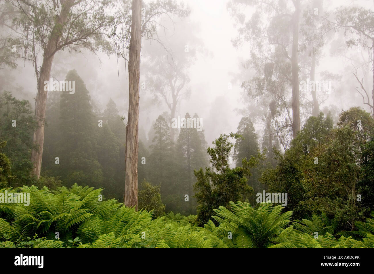 Regenwald im Nebel Errinundra National Park Victoria Australien Stockfoto