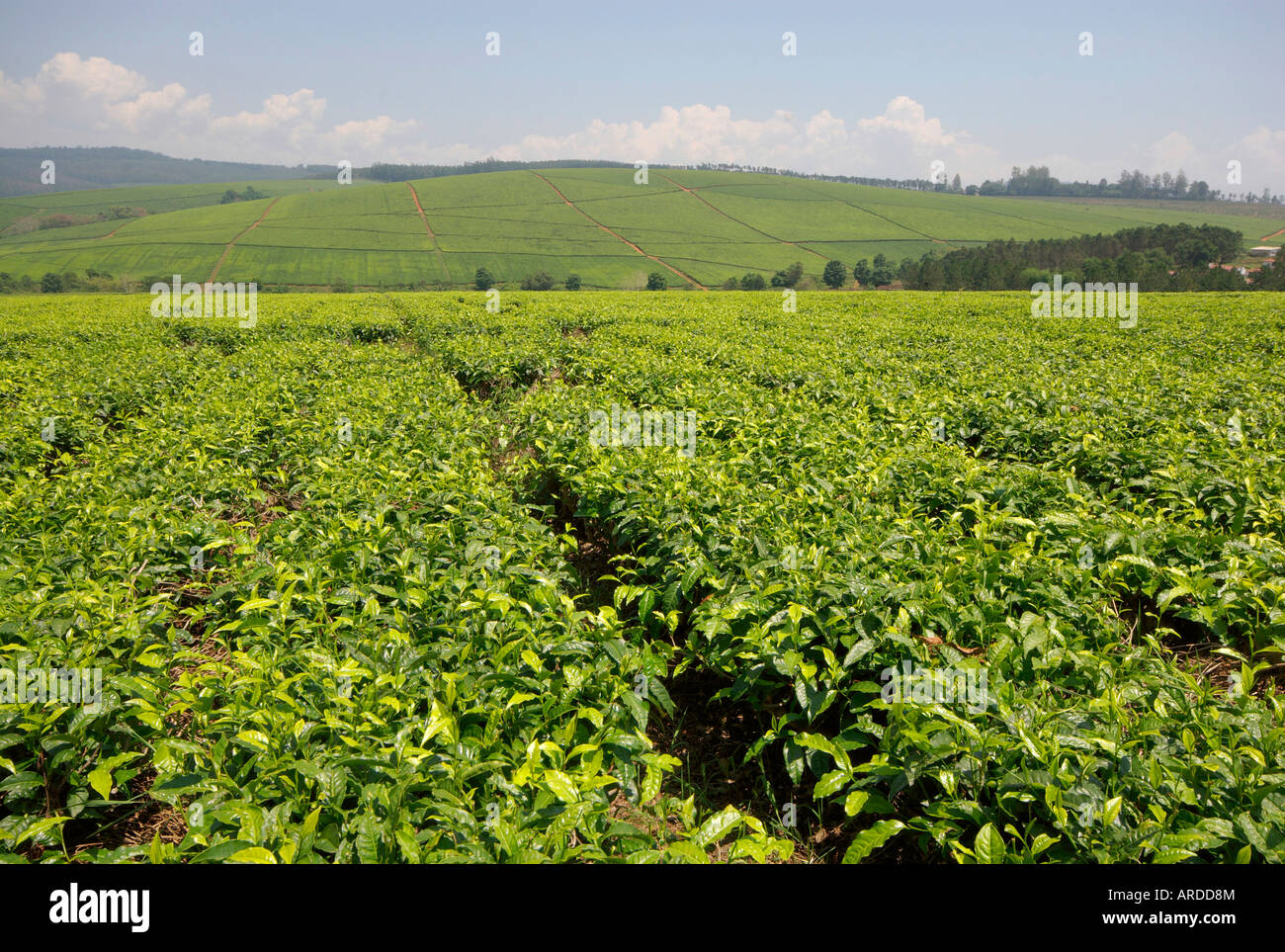 Simbabwes Exportschlager gehört Tee vor allem im Südosten von östlichen Hochland angebaut und von Tanganda Tee angebaut. Stockfoto