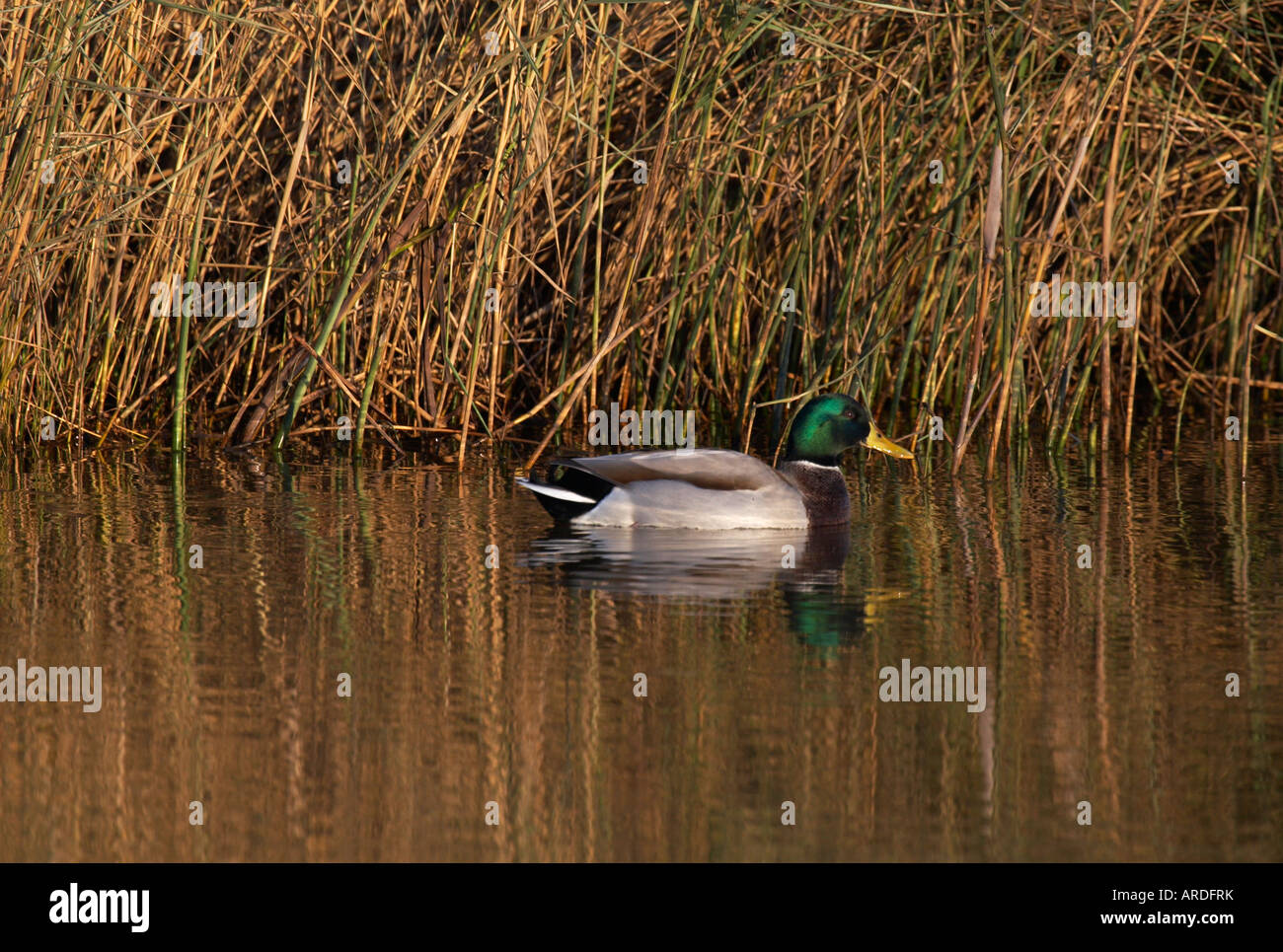 Männliche Stockente Ente Anas Platyrynchos Stockfoto