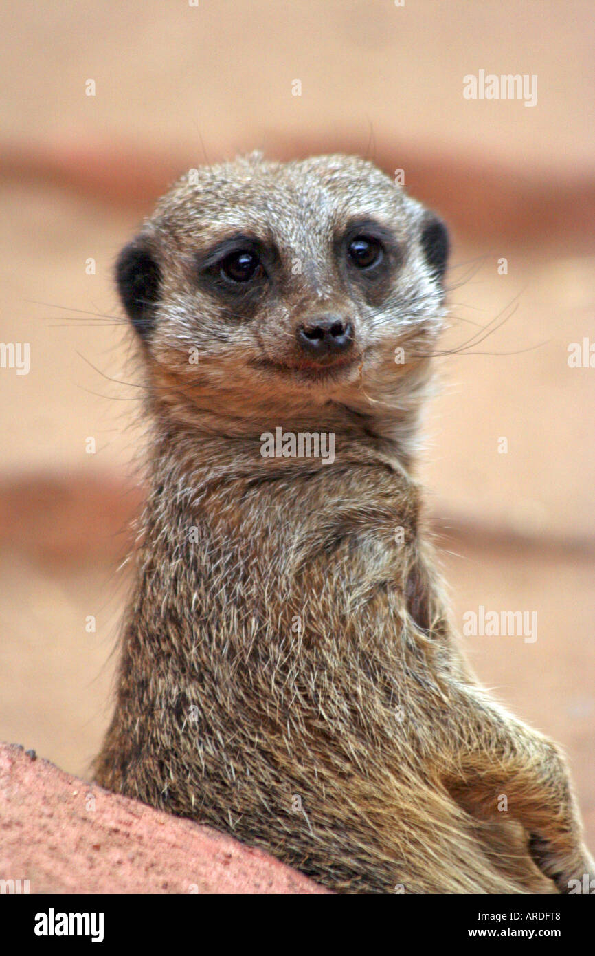 Erdmännchen Stockfoto