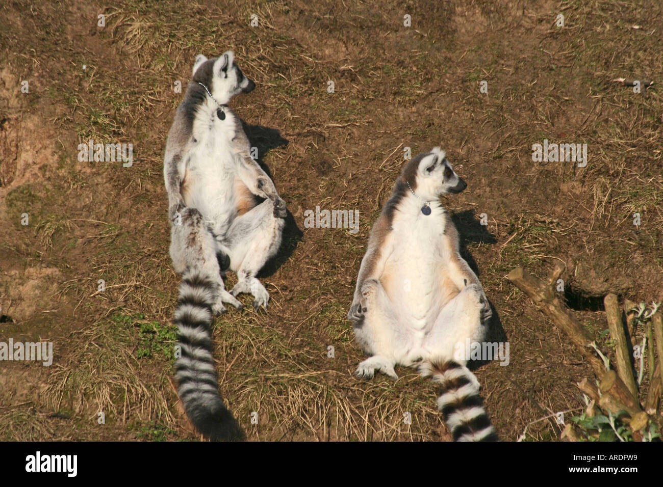 Ring-Tailed Lemuren Sonnenbaden Stockfoto