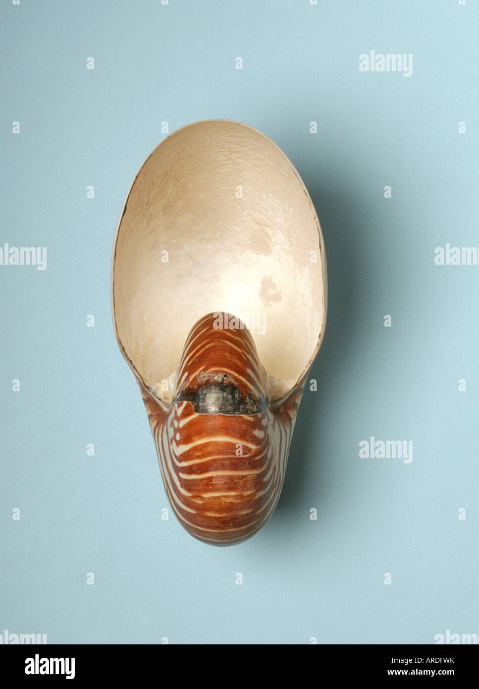 Shell Nautilus Pompilius, marine Kopffüsser, lebendes fossil Stockfoto