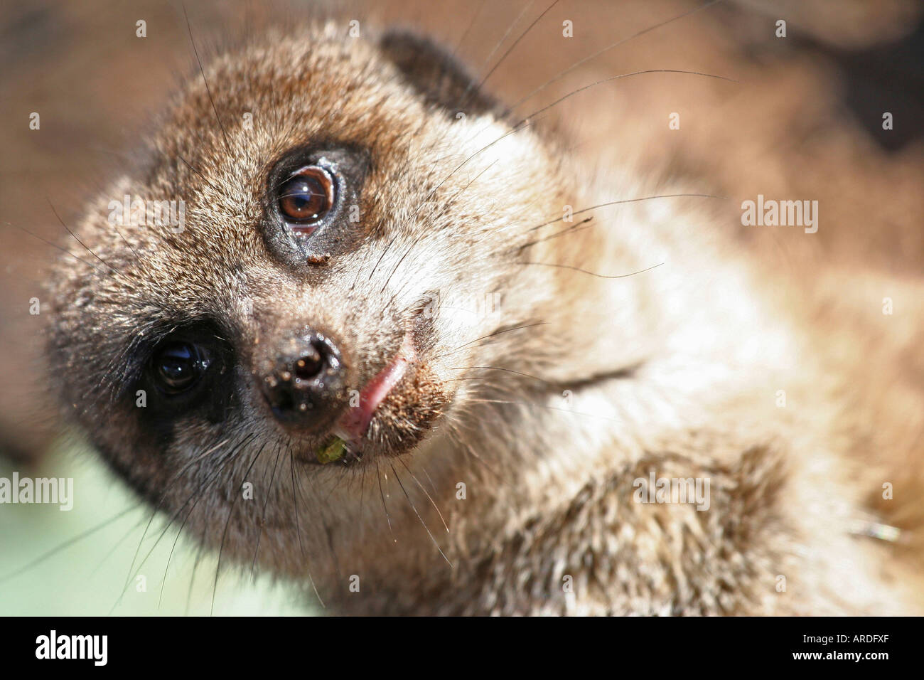 Erdmännchen-Portrait Stockfoto