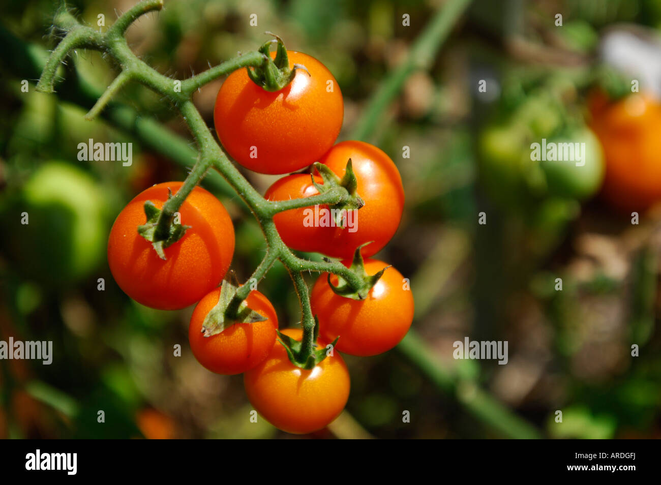 Growing tomatos Fotos und Bildmaterial in hoher Auflösung Alamy