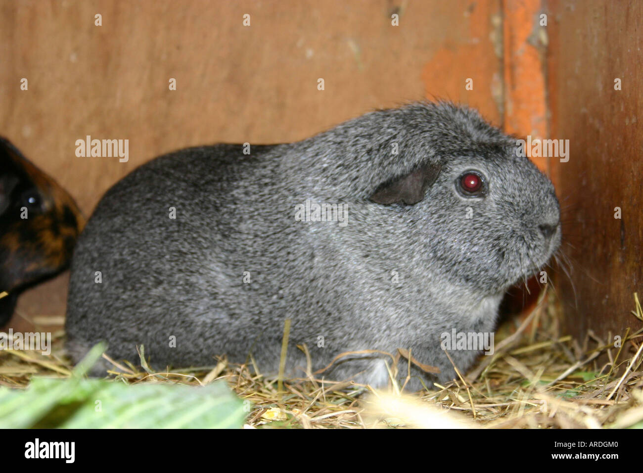 Silber Agouti Crested Cavia-Meerschweinchen Stockfoto