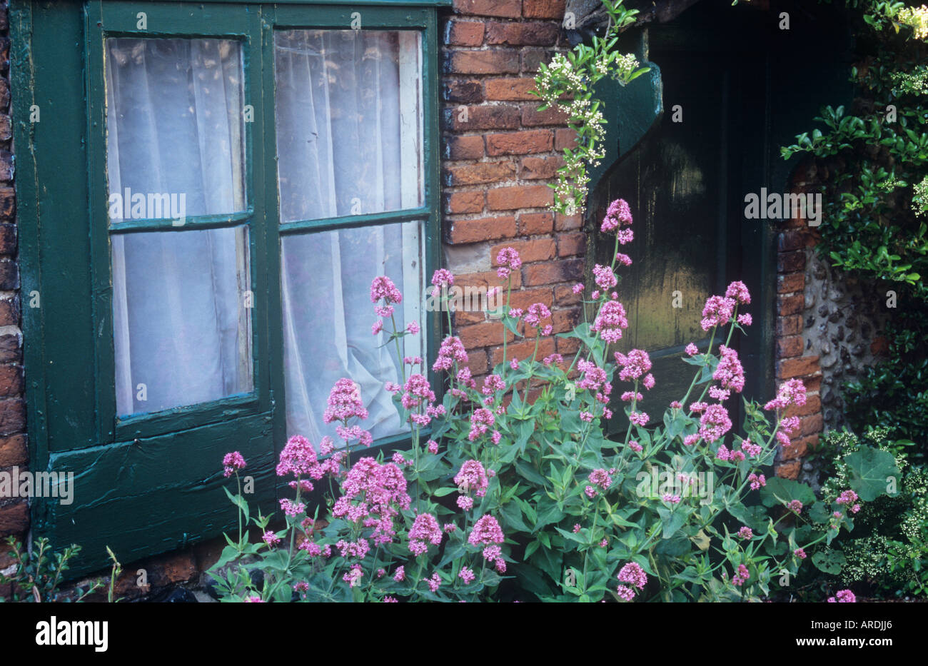 Roter Baldrian oder Centranthus Ruber vor Hütte Fenster mit Tür, umrahmt von blühenden Liguster oder Ligustrum wachsen Stockfoto