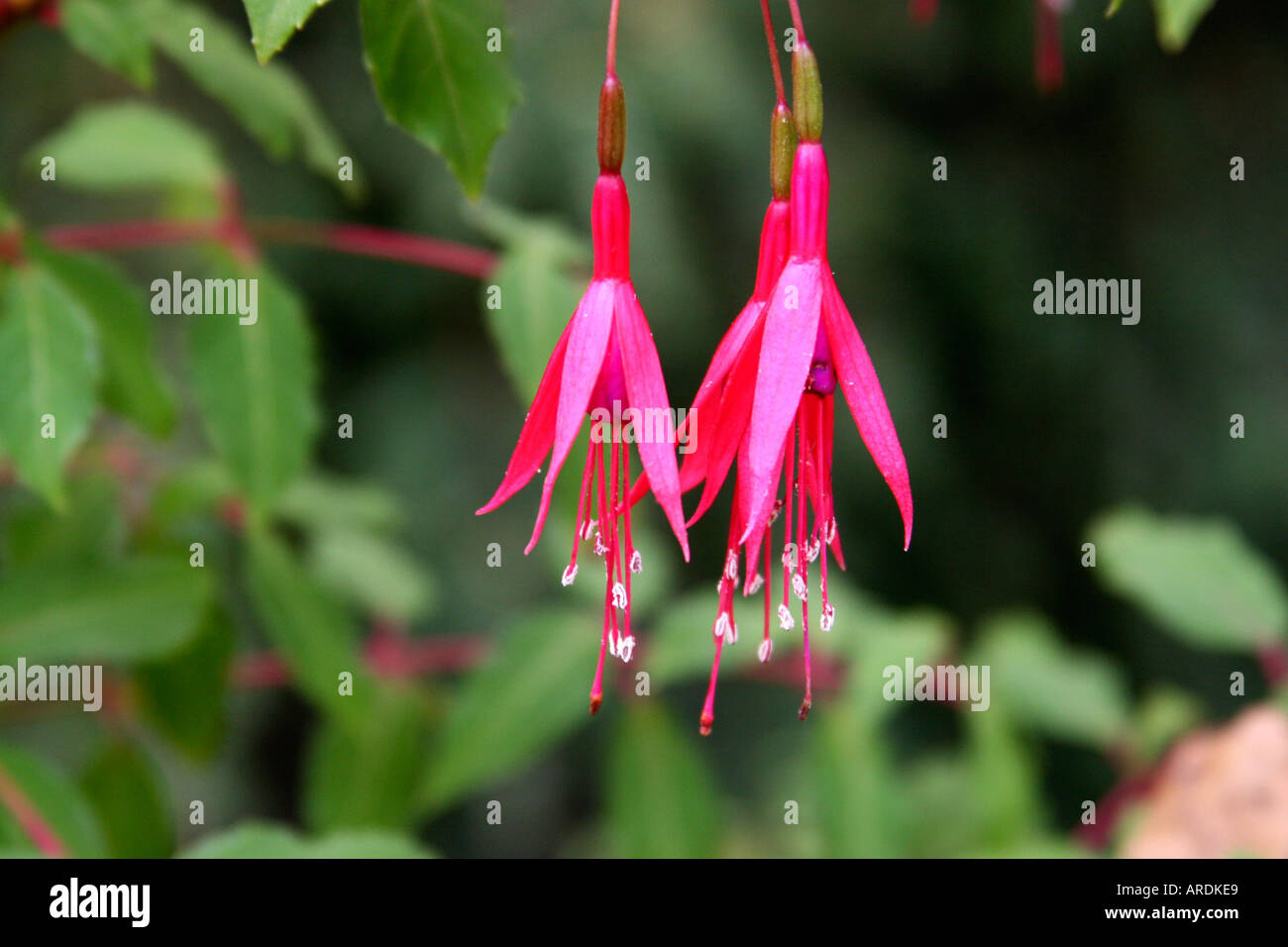 Fuchsia Stockfoto