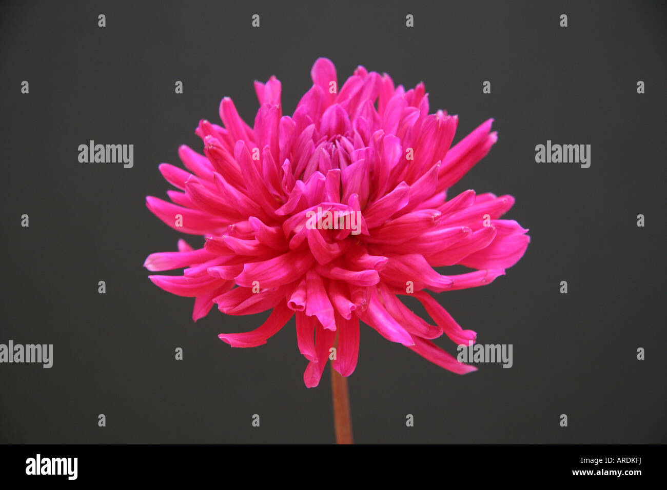 Rosa Blume auf einem grauen Hintergrund Stockfoto