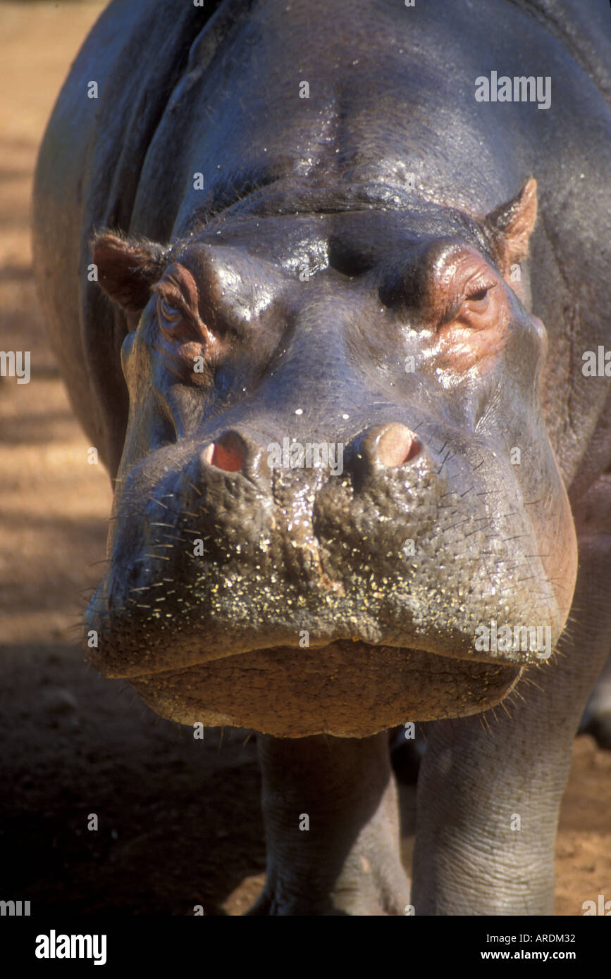 Porträt von Hippo Milwane Game Reserve Swasiland Südafrika hautnah Stockfoto