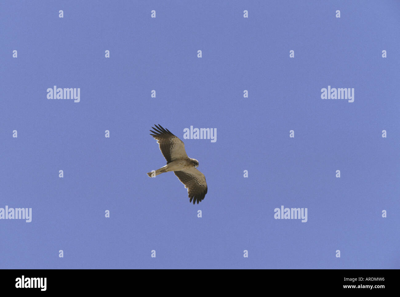 Booted Eagle Hieraaetus Pennatus fliegende juvenile Jordan Stockfoto