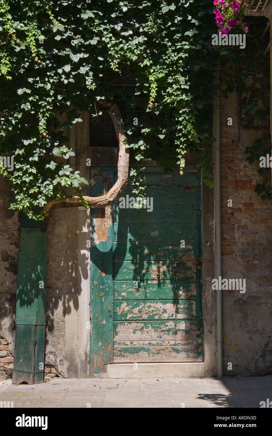 Baum und verwitterte grüne Holztür Venedig Italien Stockfoto