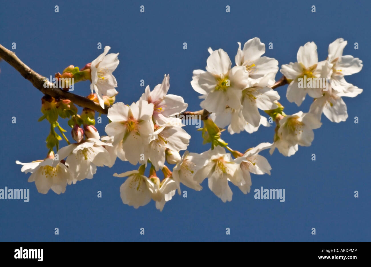 Ein Spray von weißen Kirschblüten von Prunus Tai Haku oder große weiße Kirsche gegen den blauen Himmel Stockfoto