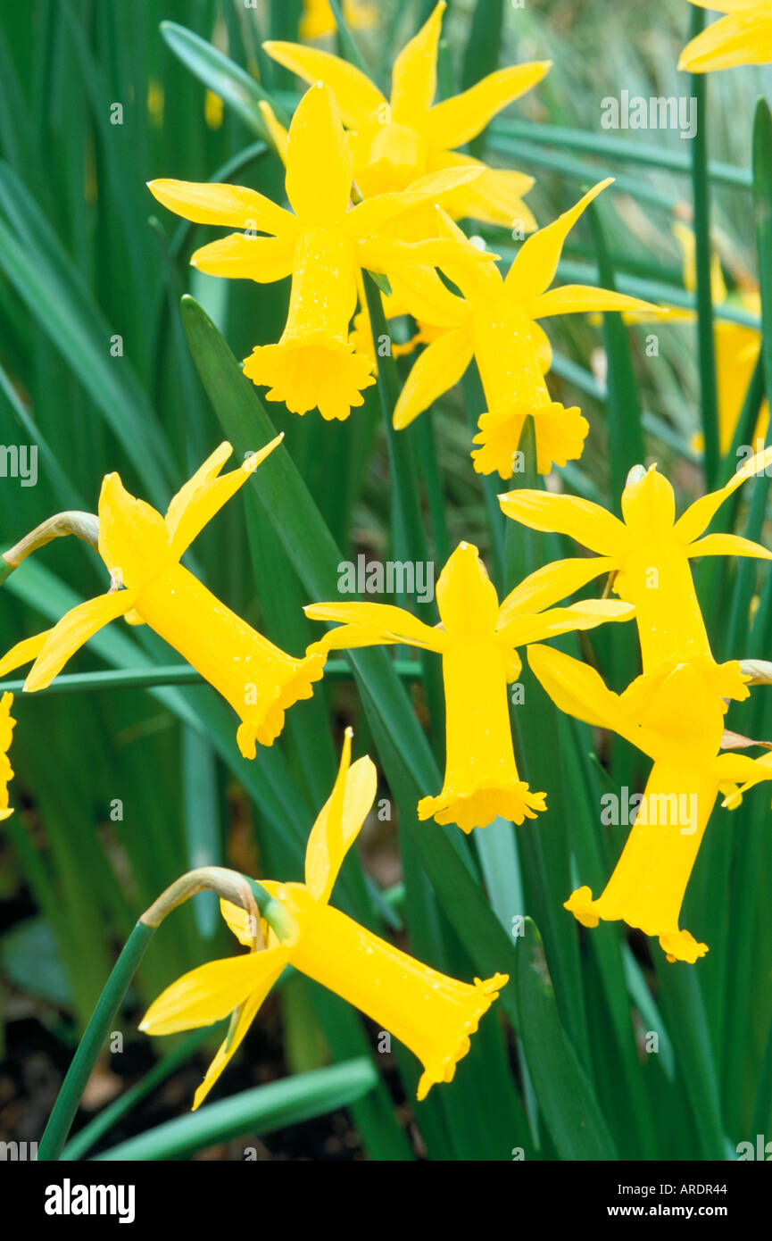 Narcissus Peeping Tom März Stockfoto