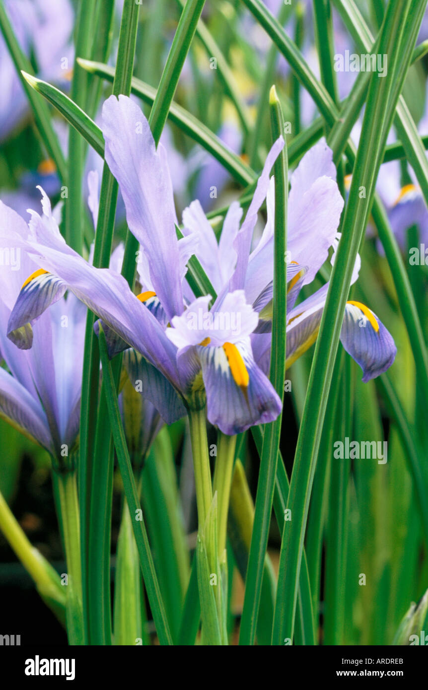 Iris Cantab Stockfoto