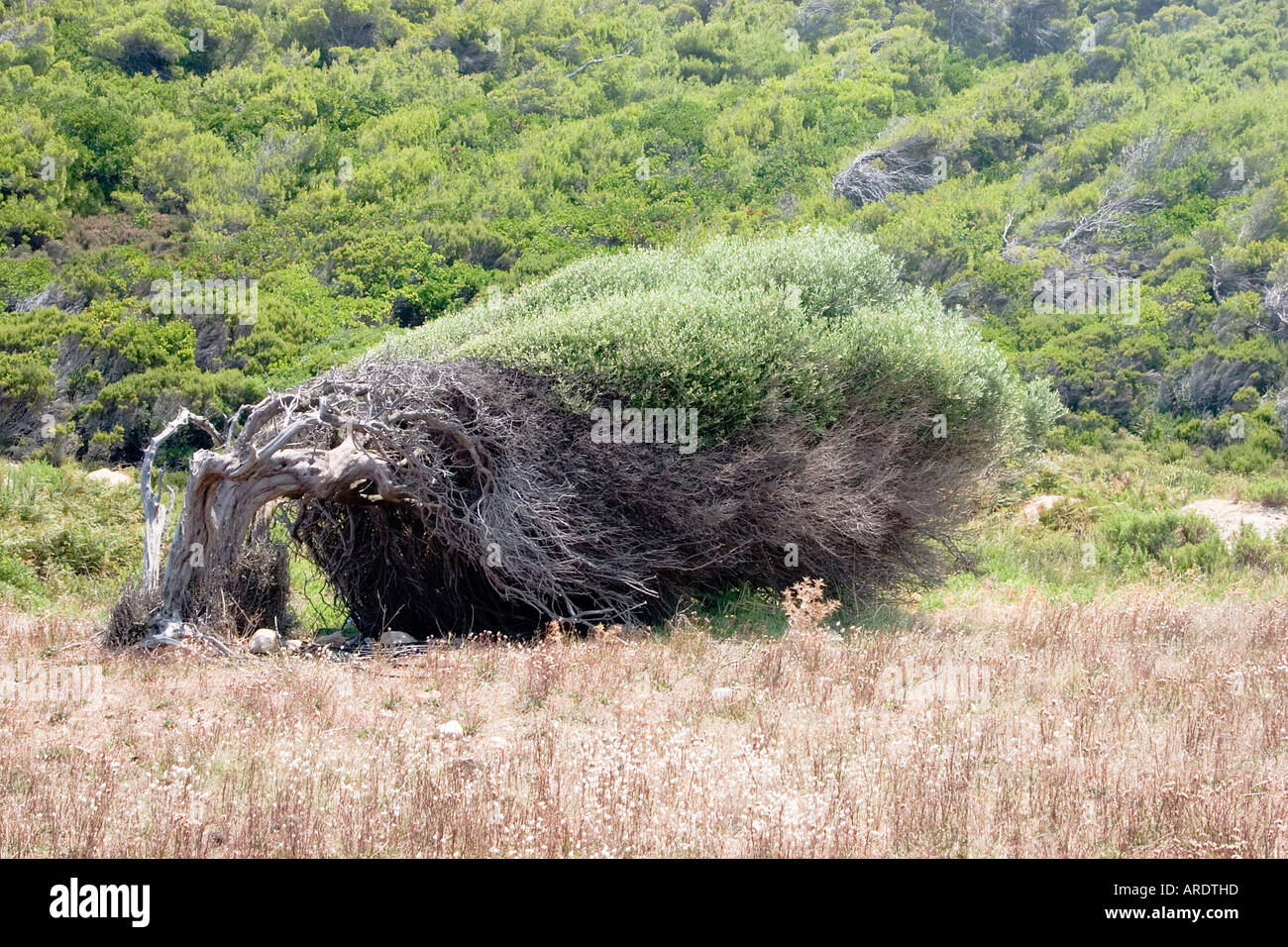 Wind beschädigten Baum am Aselinos Beach Skiathos Griechenland Stockfoto