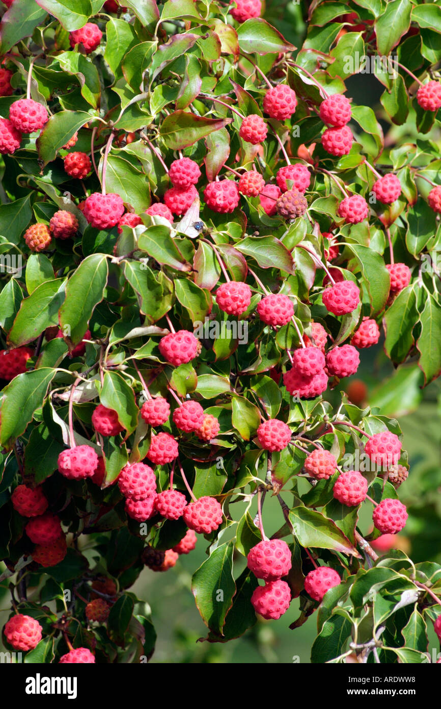 Berg-Hartriegel. Cornus Nuttallii. Früchte. English garden UK Stockfoto