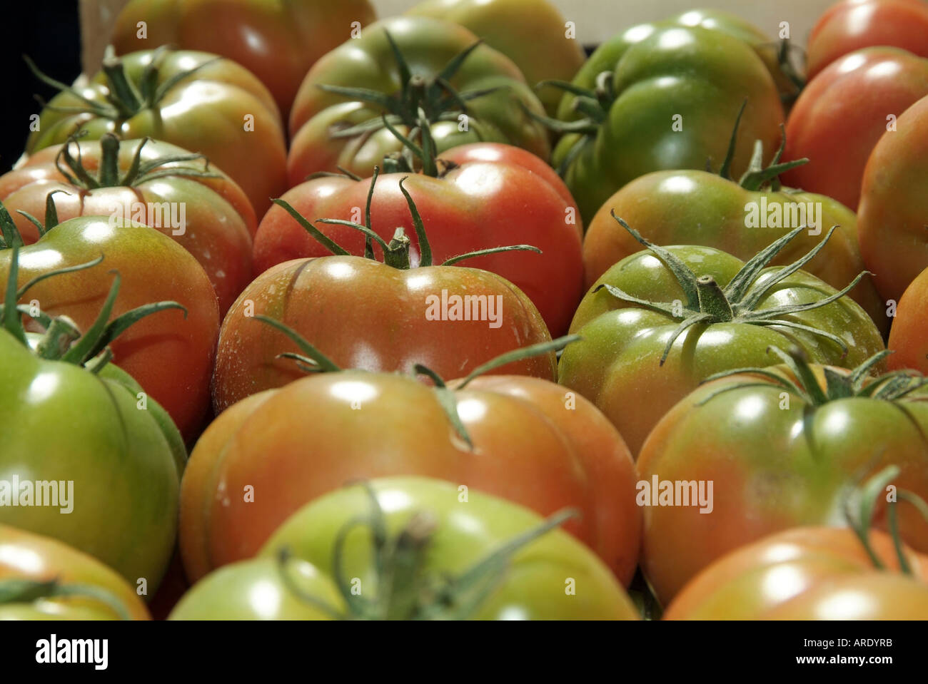 Grun Tomaten Tomaten Reif Reife Wandel Farbe Ernte Sonne