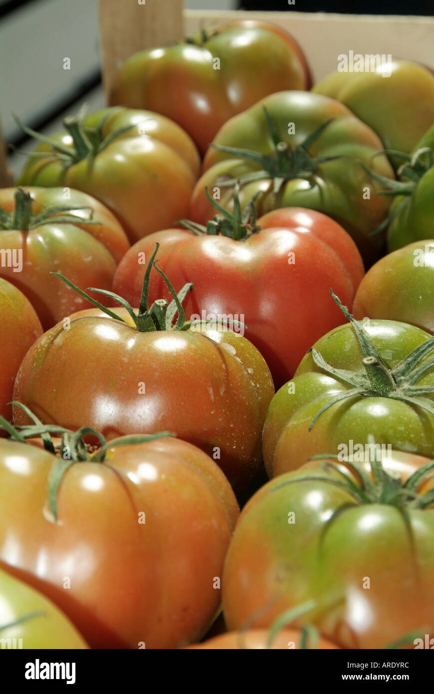 Grun Tomaten Tomaten Reif Reife Wandel Farbe Ernte Sonne