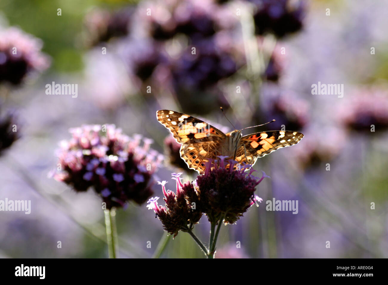 Der Distelfalter Vanessa Cardui Schmetterling erwärmt sich in die herbstliche Morgensonne auf Verbena Bonariensis Holbrook Garten Devon Stockfoto