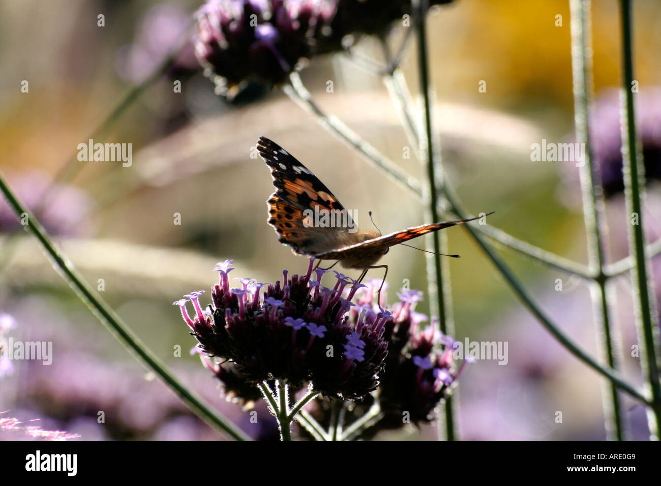Ein Distelfalter Schmetterling Vanessa Cardui und Ende September am frühen Morgen Sonnenschein auf Verbena Bonariensis in Holbrook Garten Stockfoto