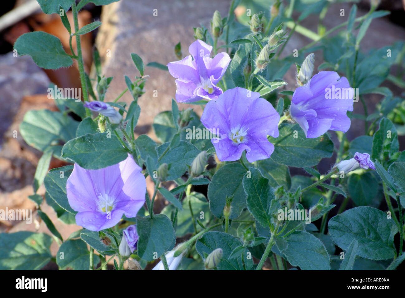 Convolvulus Sabatius Mauratanicus im Abendlicht in Holbrook Garten Devon Stockfoto