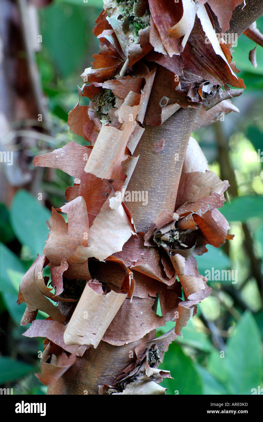 Acer Griseum leichte Ahorn Stockfoto