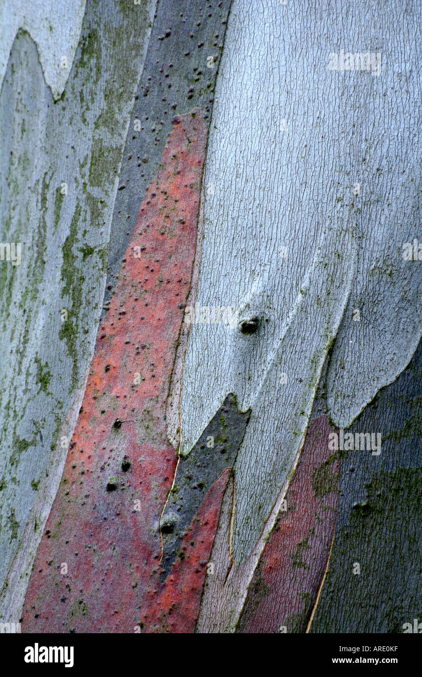 Eucalyptus Niphophila Rinde im September Stockfoto