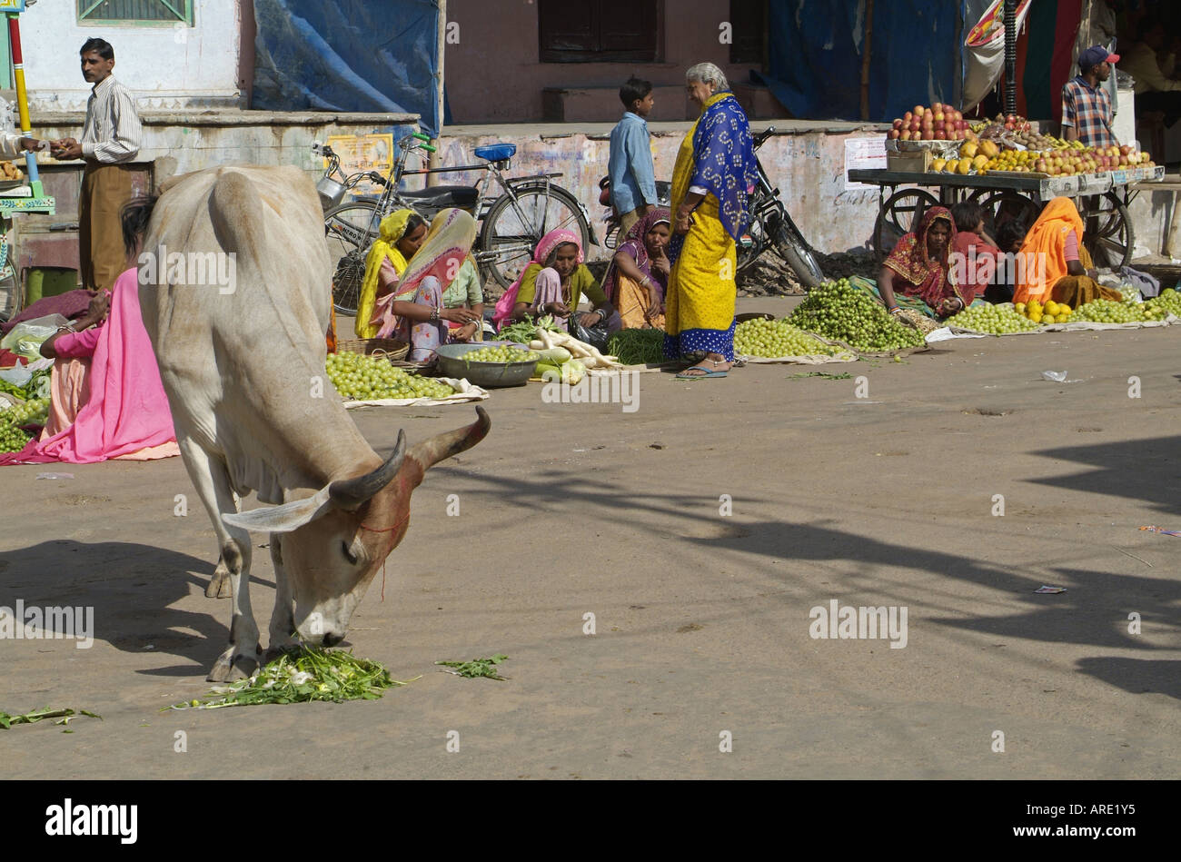 Kühe essen Essensreste von einem nahe gelegenen Markt in Pushkar, Rajasthan, Indien Stockfoto