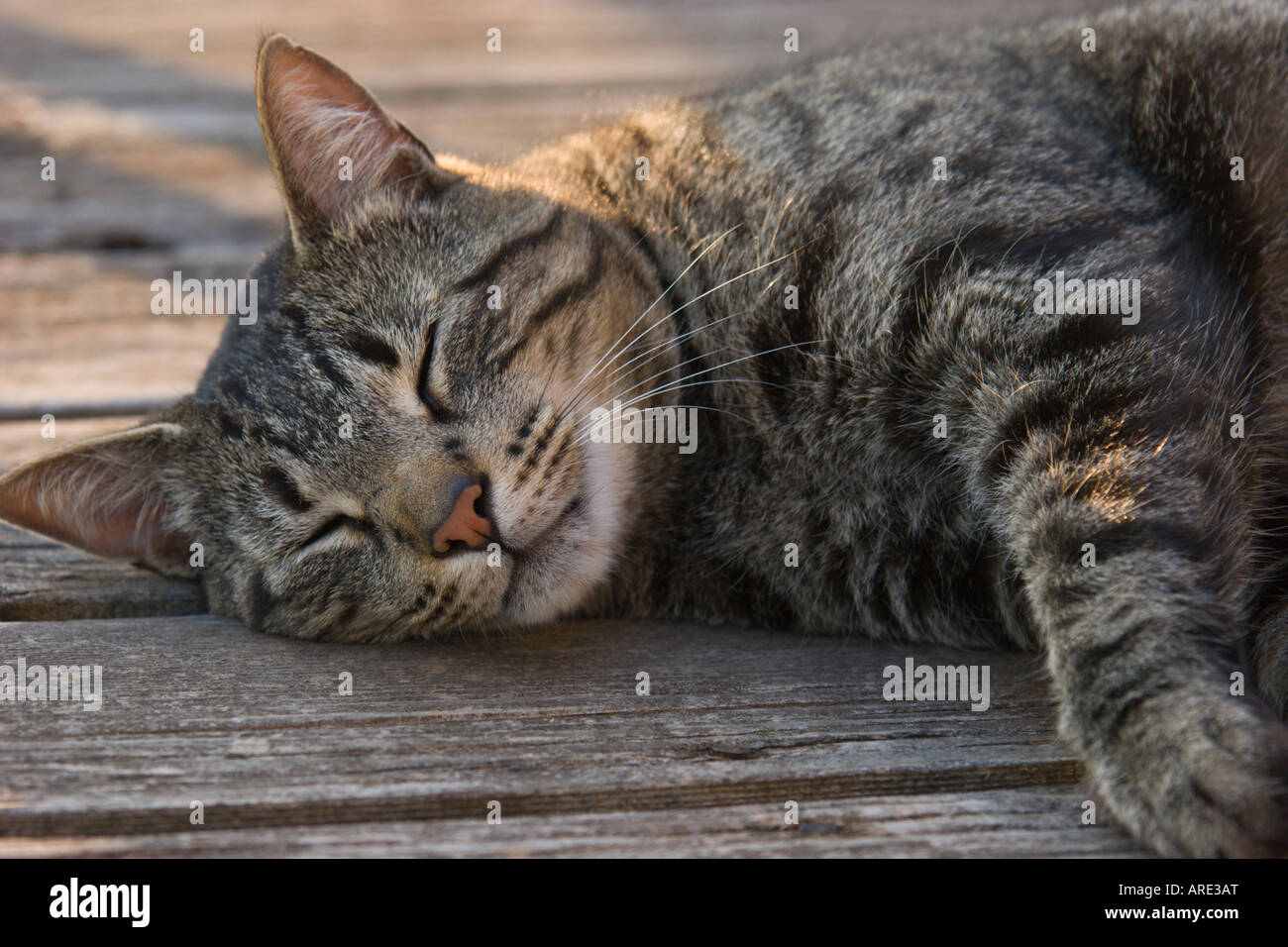 Tabby Katze Stockfoto