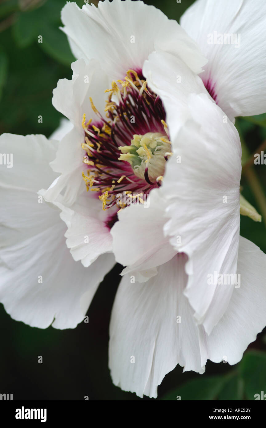 PAEONIA SUFFRUTICOSA SUBS ROCKII BAUM PFINGSTROSE Stockfoto