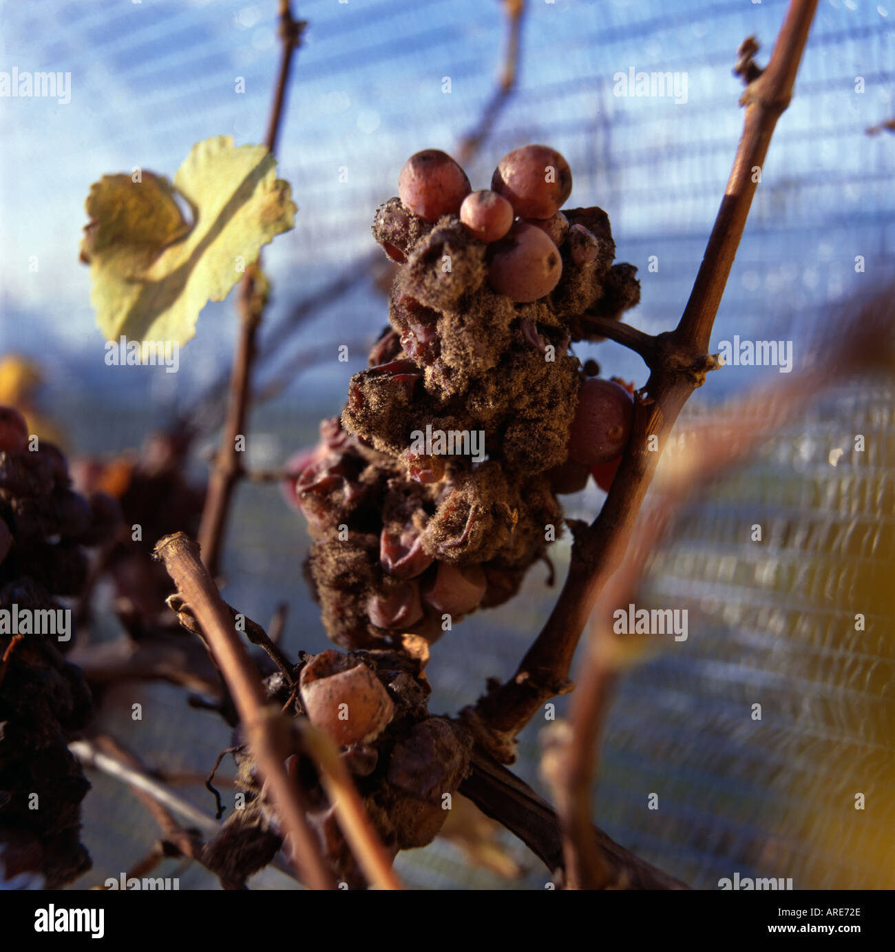 Betroffenen Botrytis-Trauben Illmitz Burgenland Österreich Neusiedlersee Stockfoto