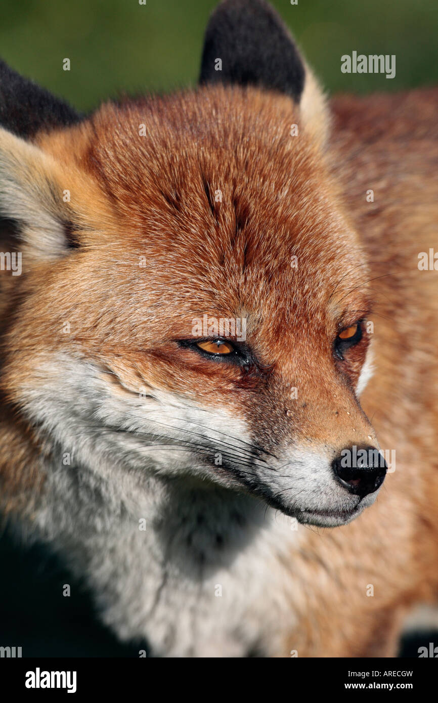 Rotfuchs Vulpes Vulpes Nahaufnahme des Kopfes Stockfoto