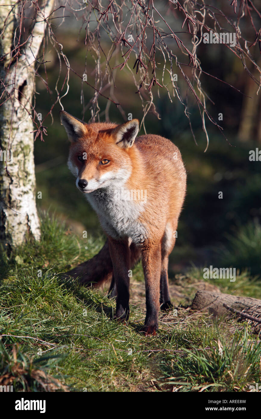 Rotfuchs Vulpes Vulpes stehende Suche Warnung Stockfoto
