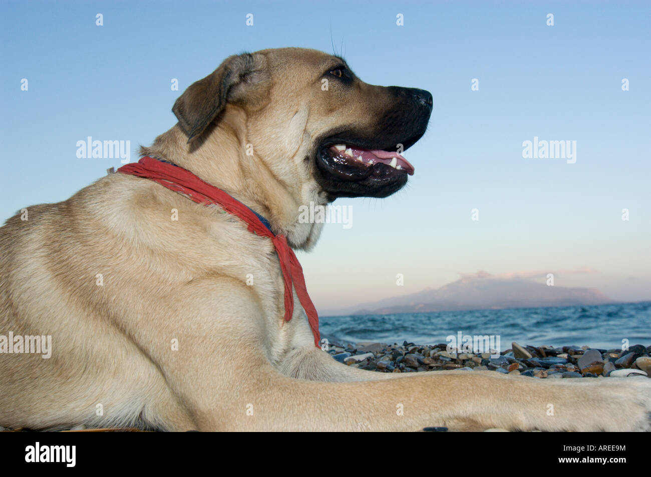 Porträt eines jungen Hundes Mastiff. Stockfoto