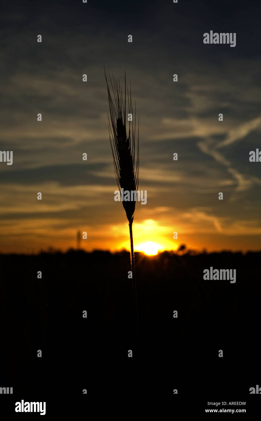 der Stiel des Weizens, die Silhouette von der untergehenden Sonne Stockfoto