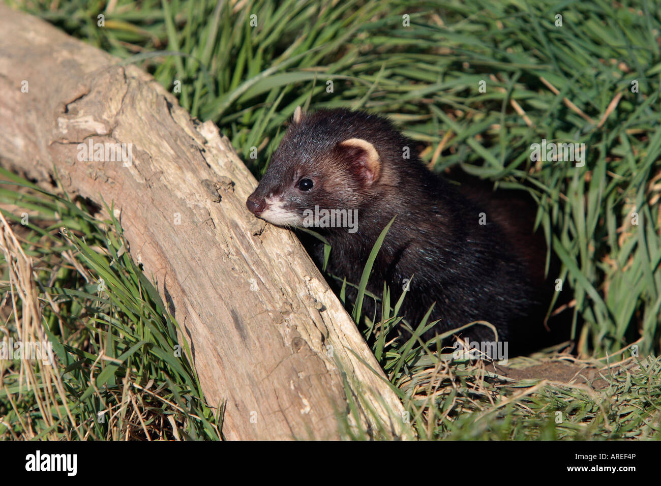 Westlichen Iltis Mustela putorius Stockfoto